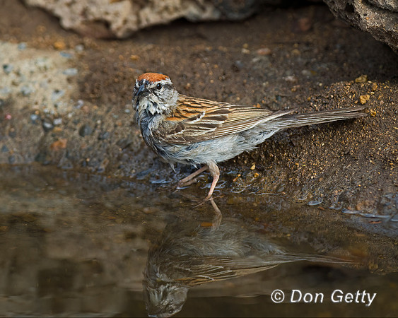 Chipping Sparrow