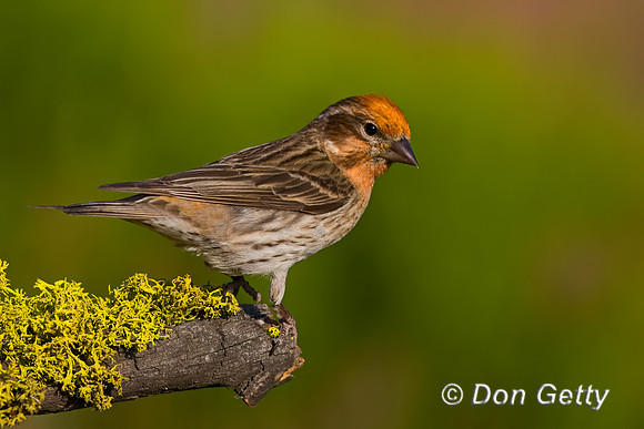 Chipping Sparrow