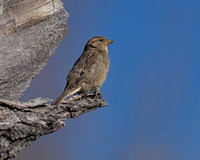 House Sparrow