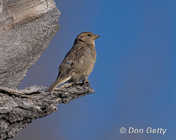 House Sparrow