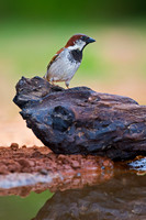 House Sparrow