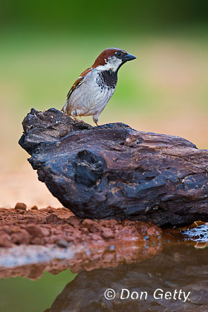 House Sparrow