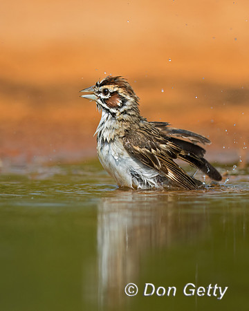 Lark Sparrow
