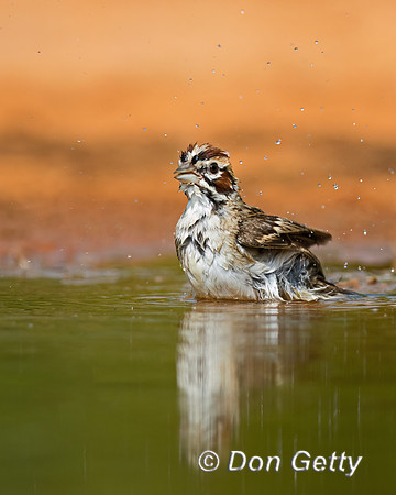 Lark Sparrow