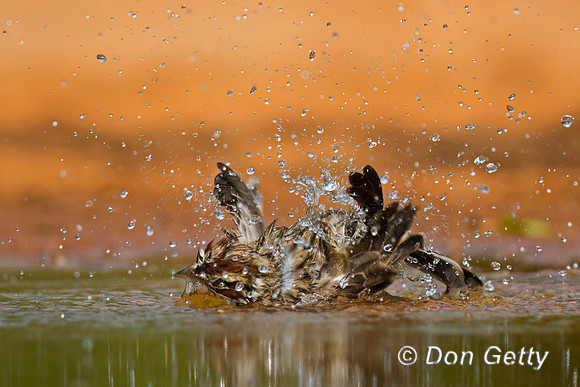 Lark Sparrow