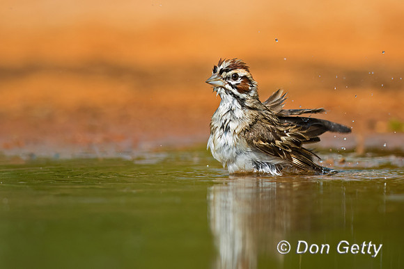 Lark Sparrow