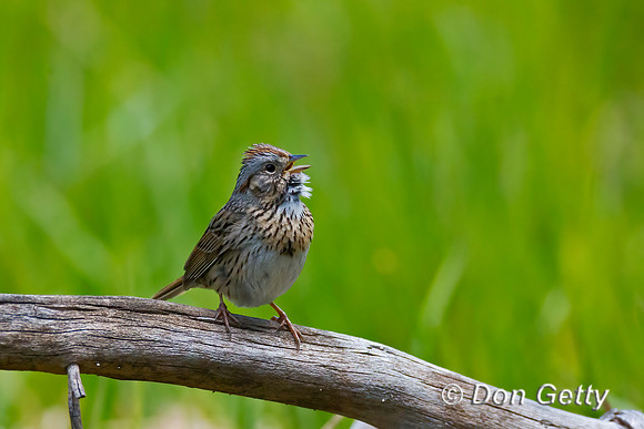 Lincoln's Sparrow