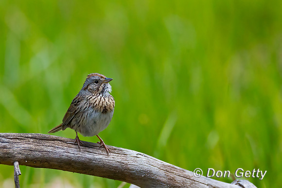 Lincoln's Sparrow
