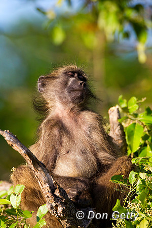 Baboon_C_Z2F9306
