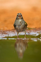 Olive Sparrow