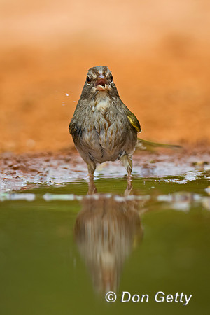 Olive Sparrow