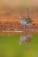 Olive Sparrow