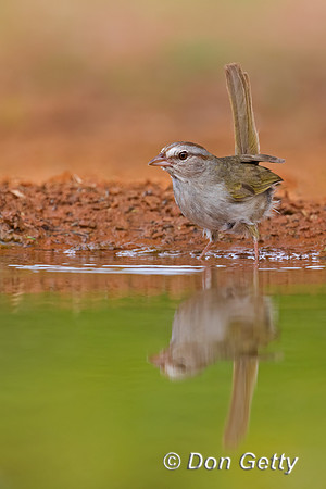 Olive Sparrow