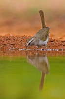 Olive Sparrow