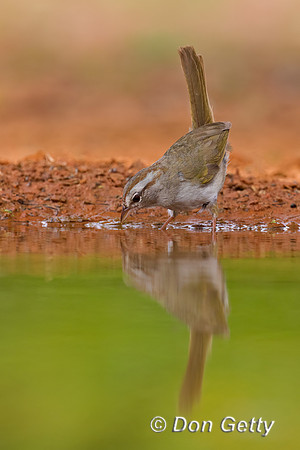 Olive Sparrow