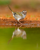 Olive Sparrow