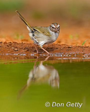 Olive Sparrow
