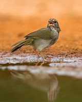 Olive Sparrow