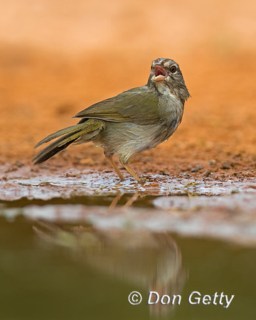 Olive Sparrow