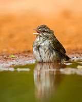 Olive Sparrow