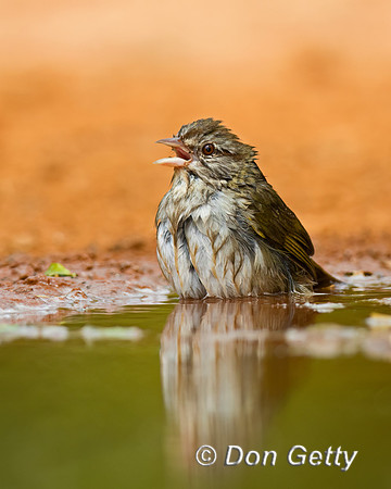 Olive Sparrow