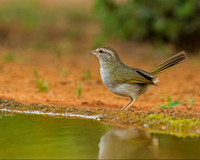 Olive Sparrow