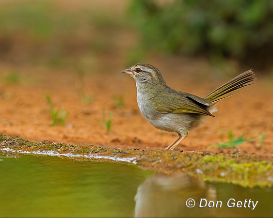 Olive Sparrow
