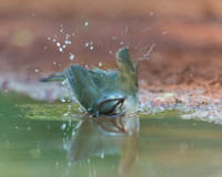 Olive Sparrow