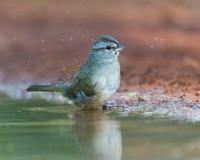 Olive Sparrow