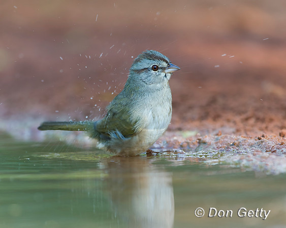 Olive Sparrow