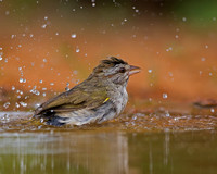 Olive Sparrow