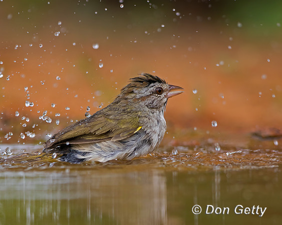 Olive Sparrow