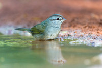 Olive Sparrow