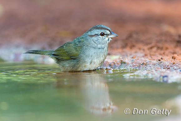 Olive Sparrow