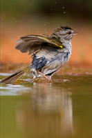 Olive Sparrow