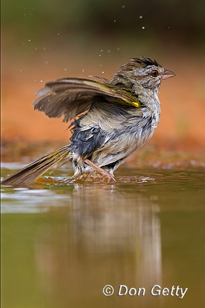 Olive Sparrow
