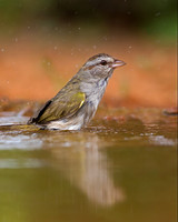 Olive Sparrow
