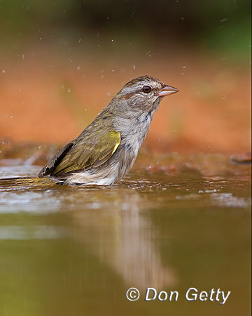 Olive Sparrow