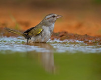 Olive Sparrow