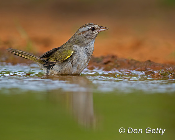 Olive Sparrow