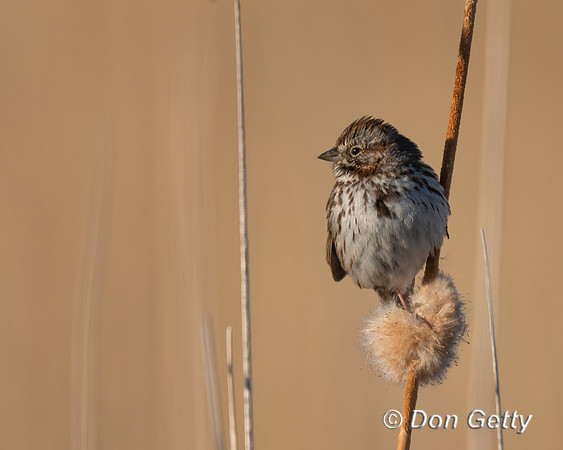Song Sparrow