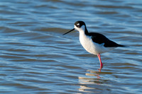 Black-necked Stilt