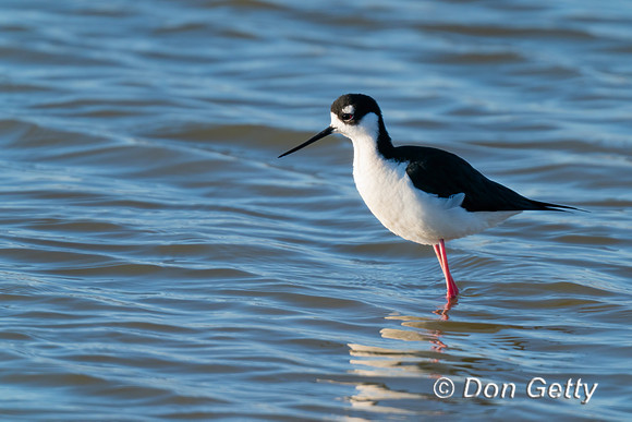 Black-necked Stilt