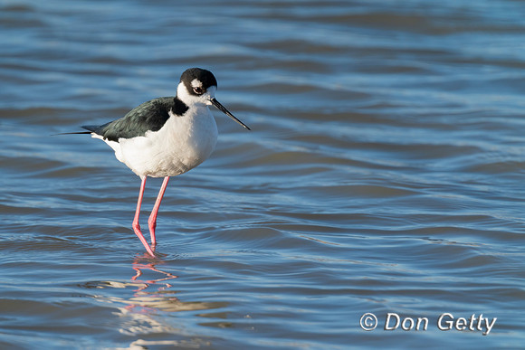 Black-necked Stilt