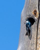 Tree Swallow