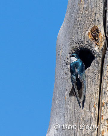 Tree Swallow