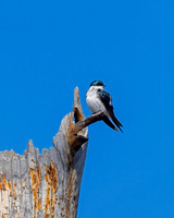 Tree Swallow