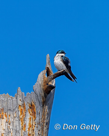 Tree Swallow