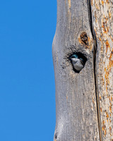 Tree Swallow