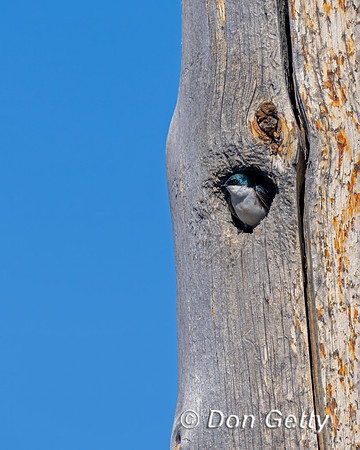 Tree Swallow